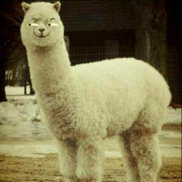 Liushenwuzhu-Alpaca